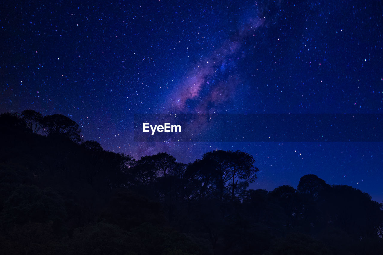 LOW ANGLE VIEW OF SILHOUETTE TREES AGAINST CLEAR SKY AT NIGHT