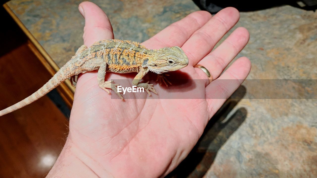 Baby bearded dragon 