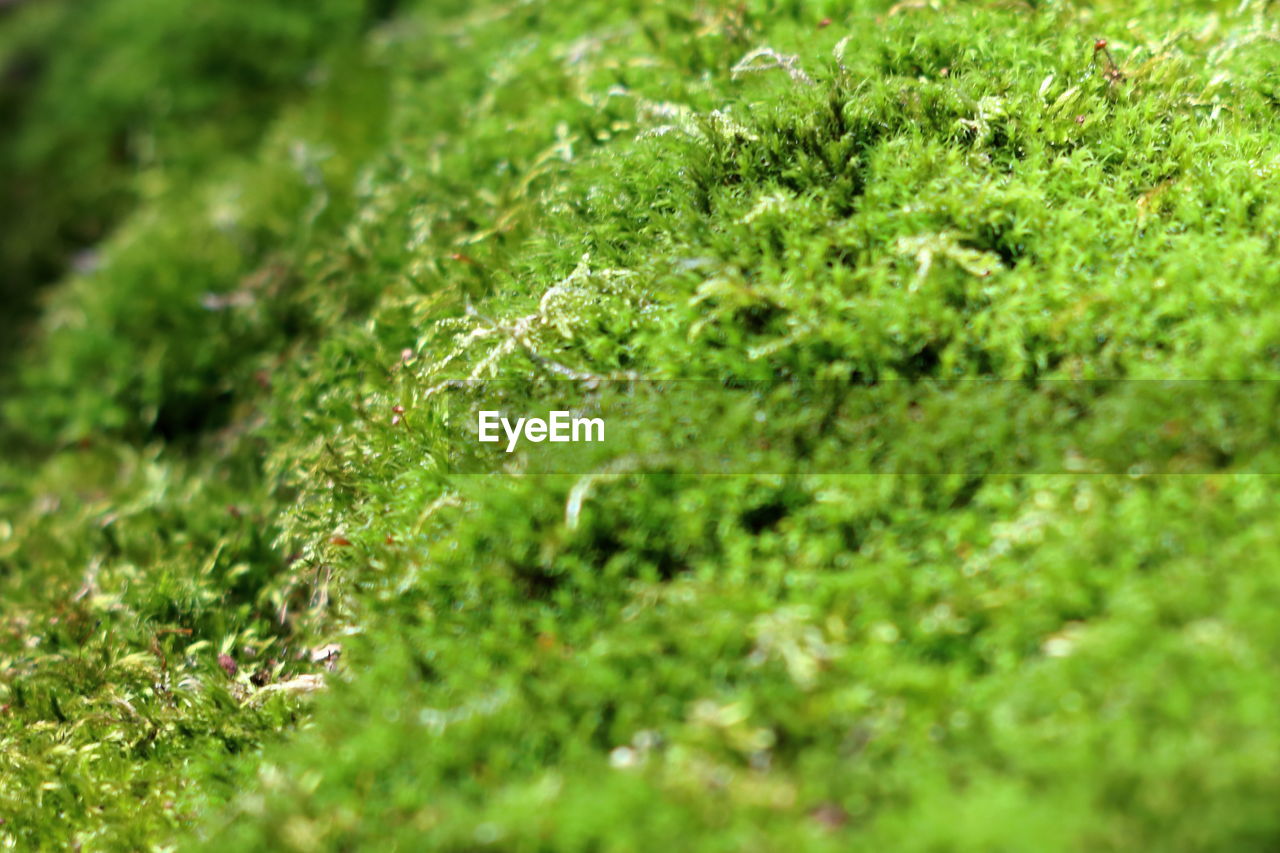 CLOSE-UP OF MOSS ON FIELD