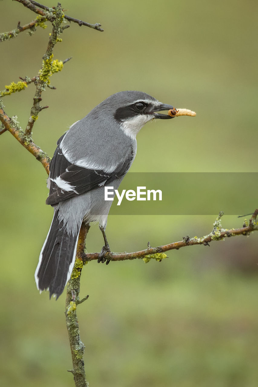 Close-up of bird perching on tree