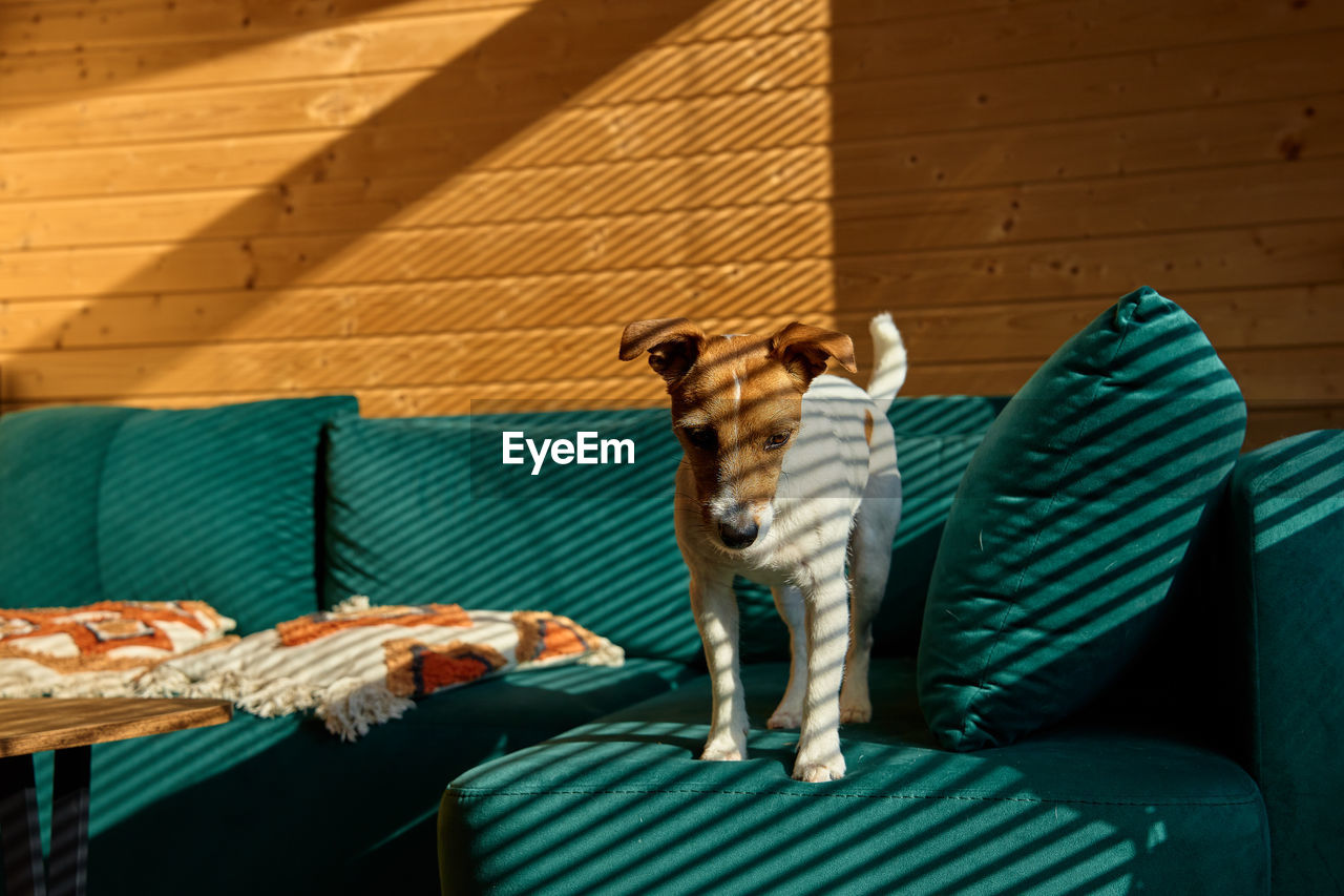 Dog standing on sofa in living room. stylish home interior with curious pet on place for relax