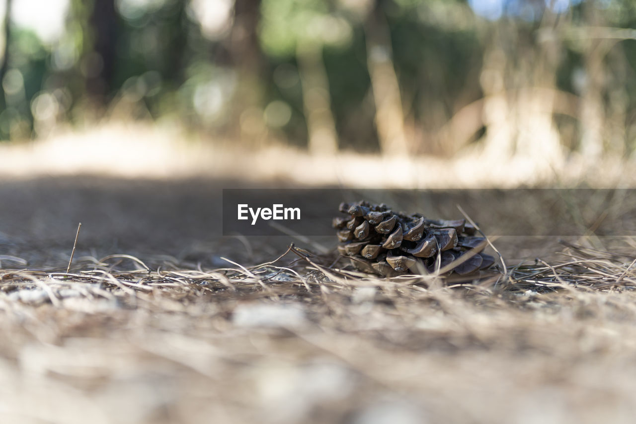 CLOSE-UP OF PINE CONES ON LAND