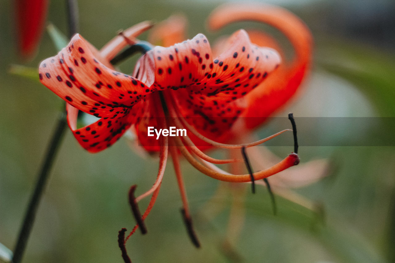 CLOSE-UP OF RED ROSE ON PLANT