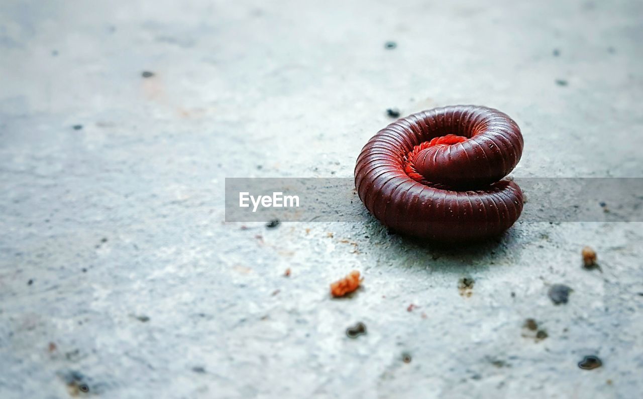 Close-up of millipede insect on the ground