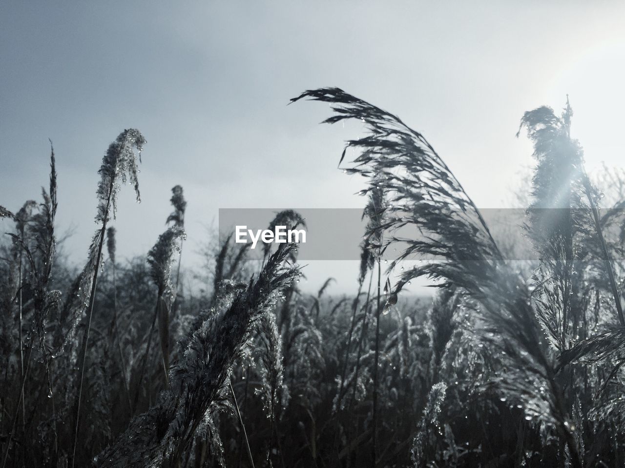 CLOSE-UP OF PLANTS GROWING ON FIELD AGAINST SKY