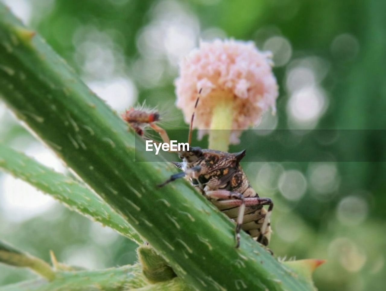 CLOSE-UP OF GRASSHOPPER ON PLANT