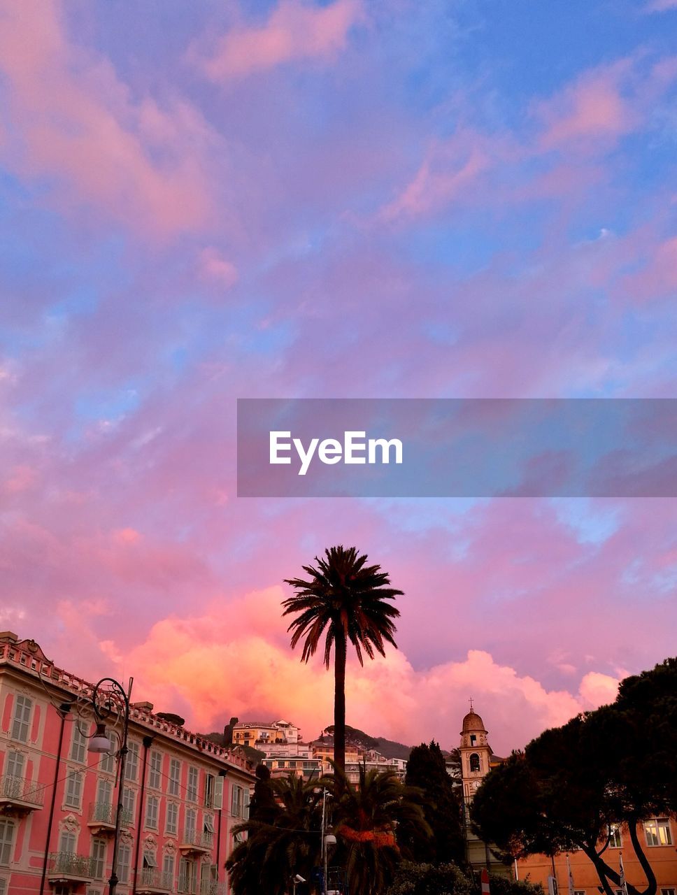 LOW ANGLE VIEW OF PALM TREES AGAINST SKY