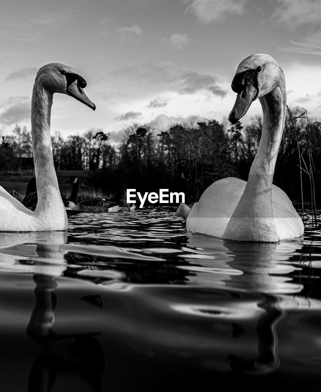 Black and white monochrome mute swan swans pair low-level water side view macro animal background