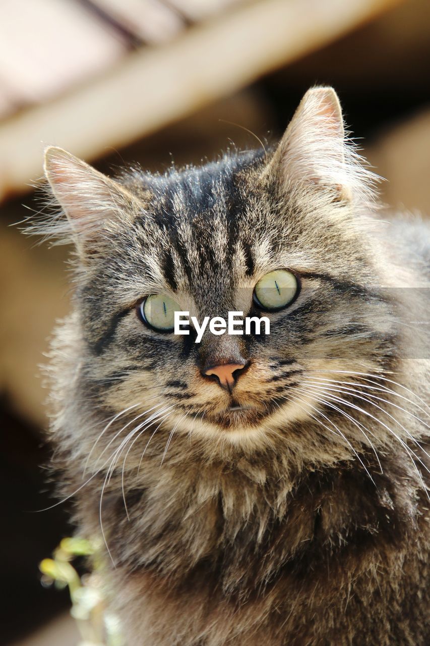 pet, cat, animal, animal themes, mammal, domestic cat, domestic animals, feline, one animal, close-up, whiskers, portrait, looking at camera, animal body part, felidae, animal hair, small to medium-sized cats, carnivore, no people, tabby cat, wild cat, focus on foreground, animal head, eye