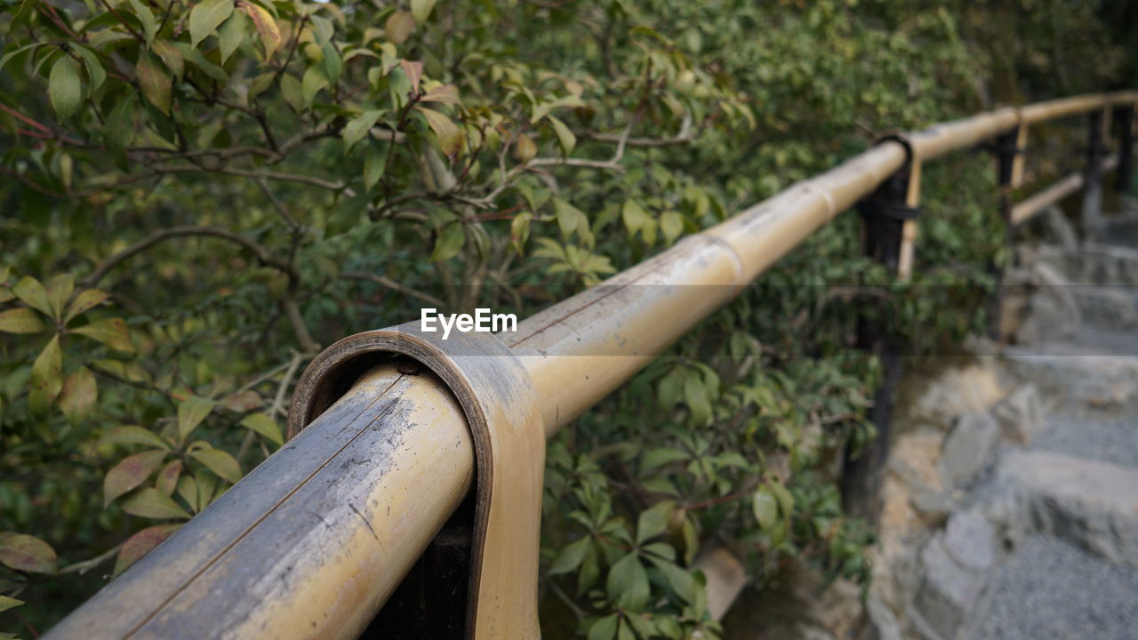 CLOSE-UP OF RUSTY METAL PIPE ON TREE