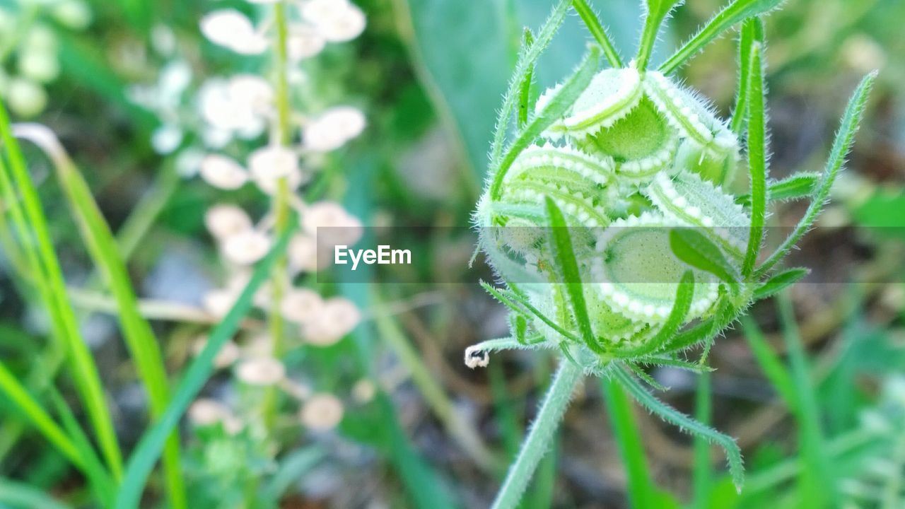 CLOSE-UP OF PLANT