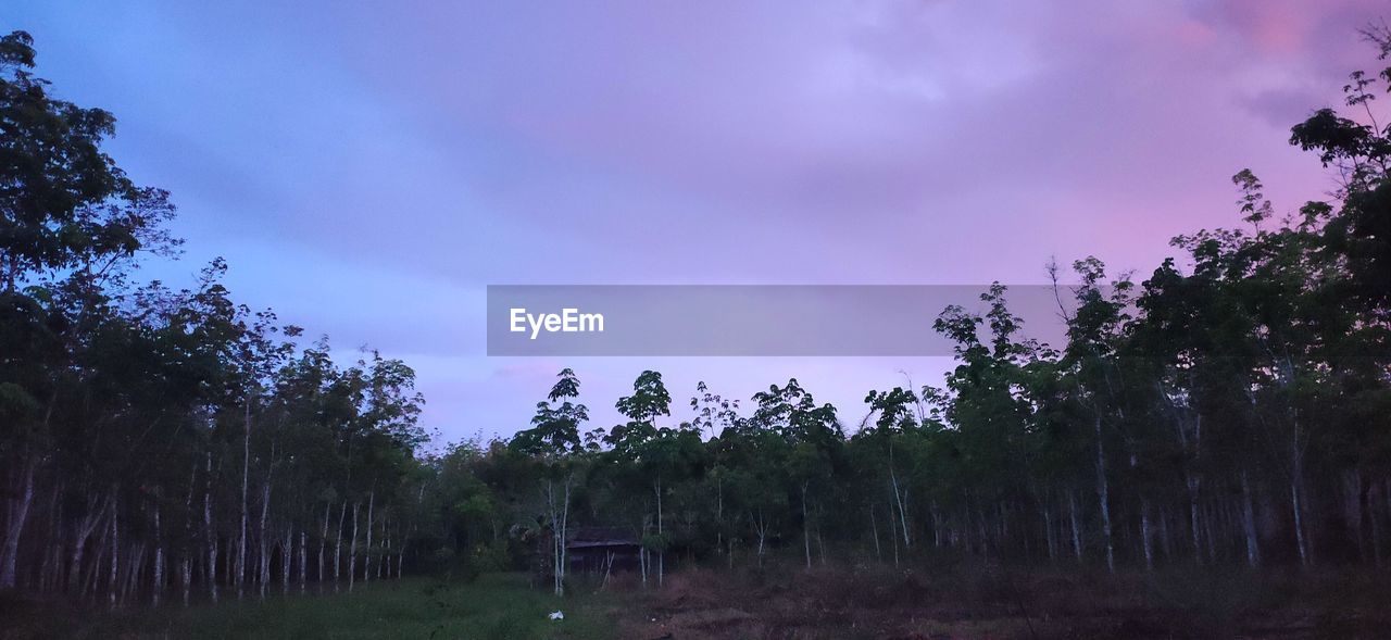 TREES ON FIELD AGAINST SKY