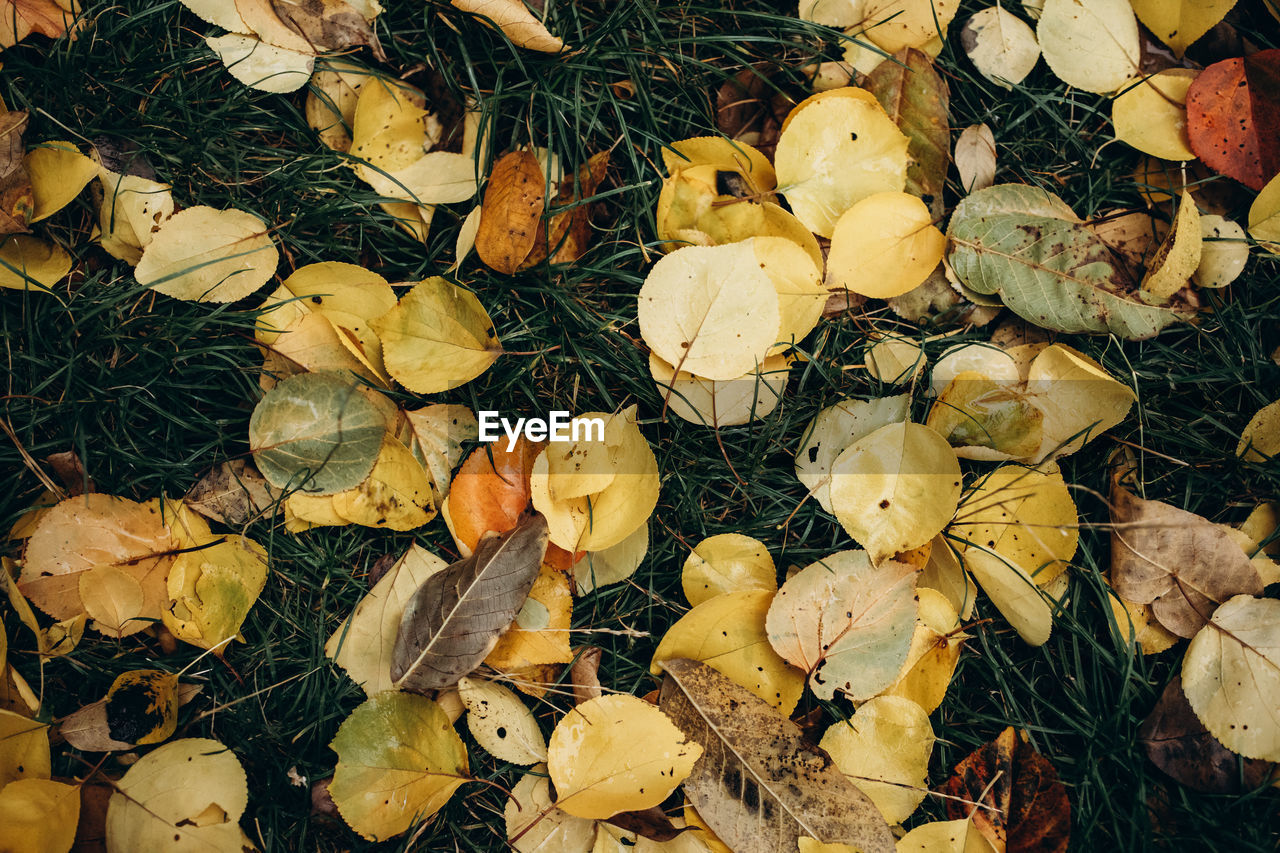 leaf, autumn, yellow, plant part, nature, tree, full frame, large group of objects, high angle view, no people, backgrounds, abundance, dry, day, leaves, flower, land, directly above, plant, outdoors, field, wood, close-up, beauty in nature, branch