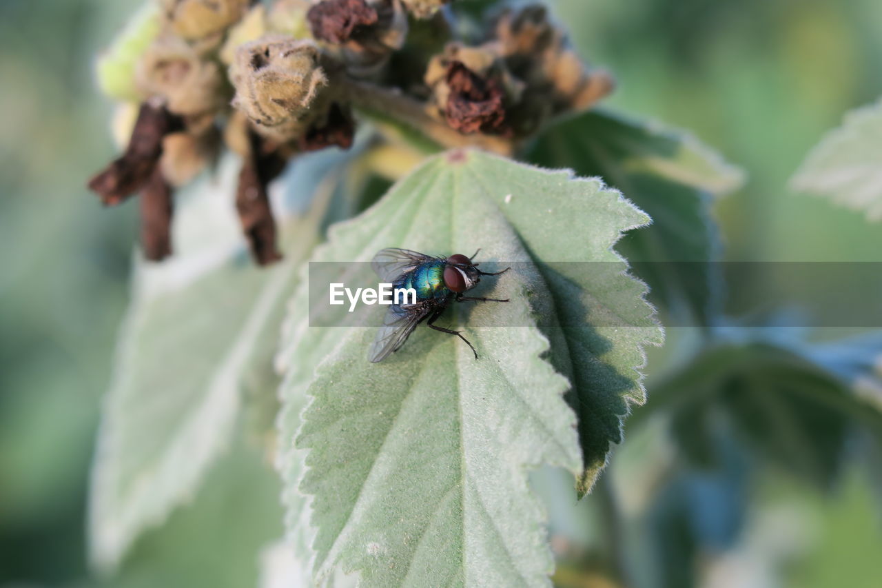 High angle view of housefly on leaf