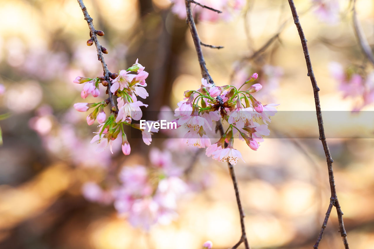 CLOSE-UP OF CHERRY BLOSSOM