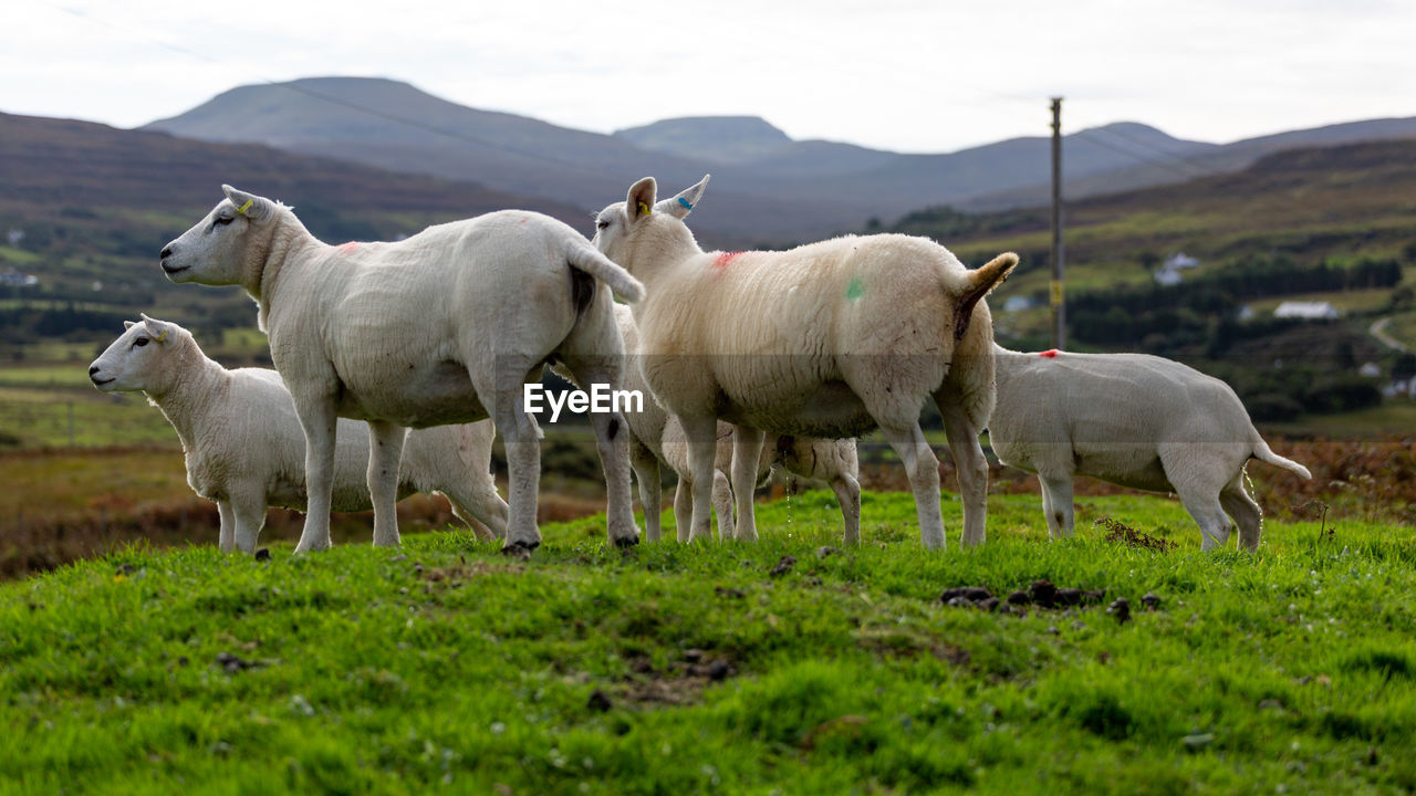 SHEEP GRAZING IN FIELD