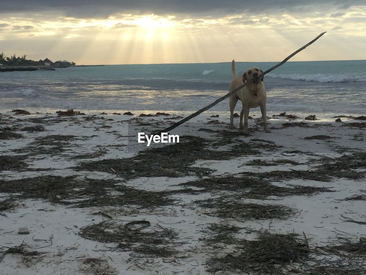 FISHING ROD ON SEA SHORE AGAINST SKY