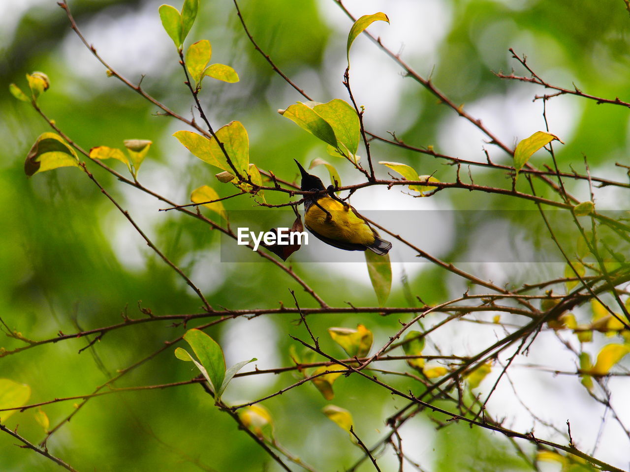 VIEW OF BIRD PERCHING ON BRANCH