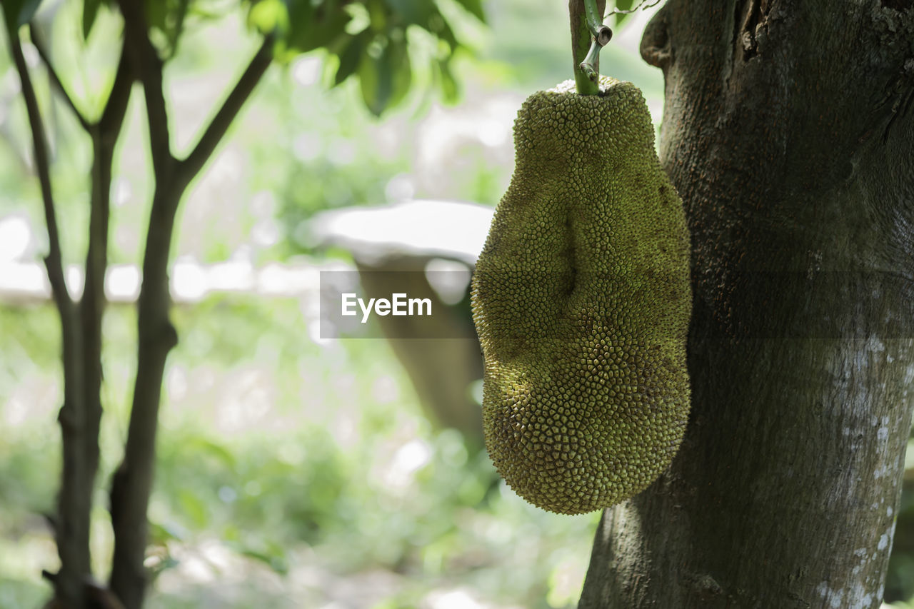 green, jackfruit, tree, plant, artocarpus, trunk, tree trunk, nature, flower, food, focus on foreground, food and drink, no people, growth, fruit, healthy eating, day, animal themes, outdoors, produce, animal, close-up, hanging, animal wildlife, beauty in nature, branch