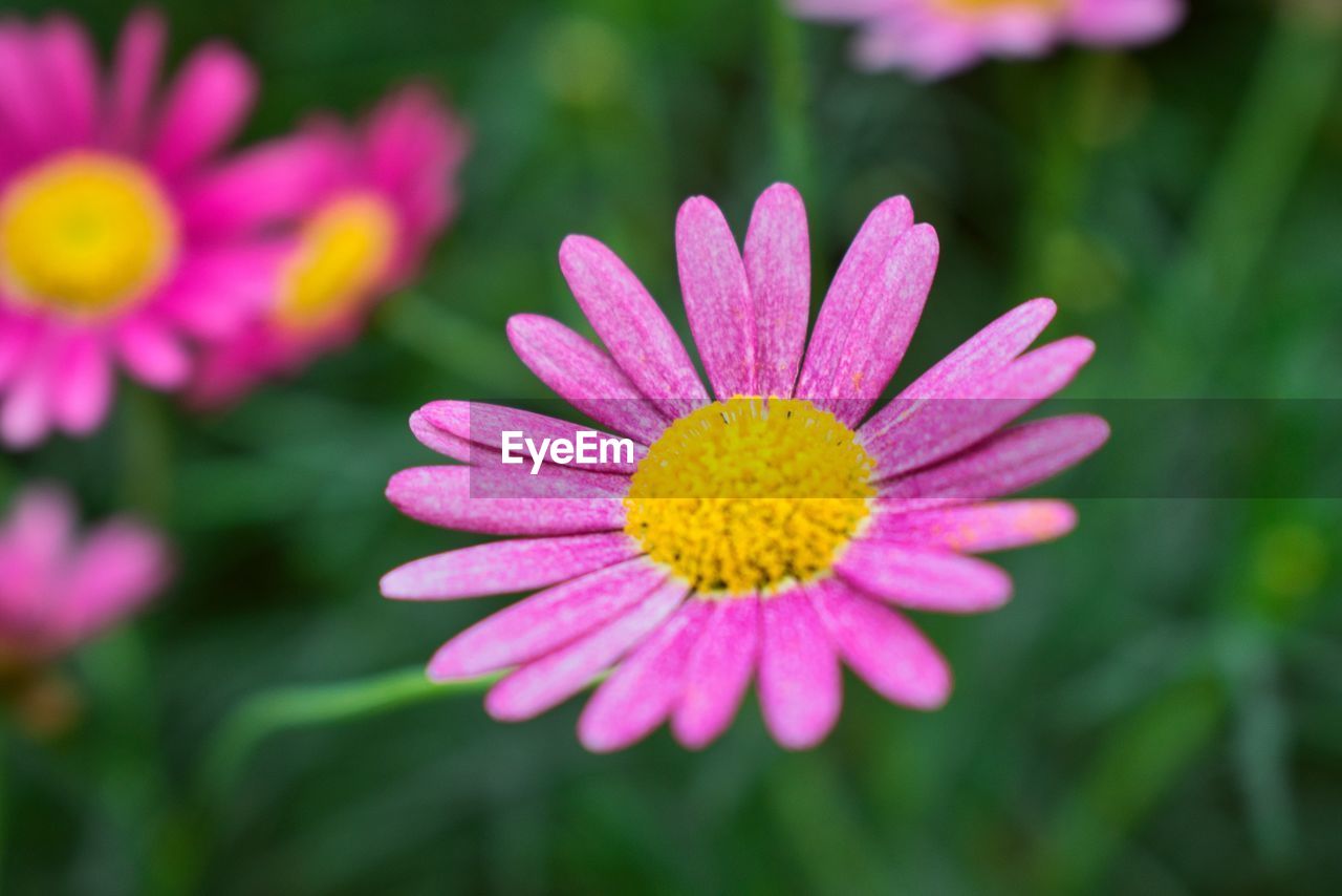 Pink flower blur background macro