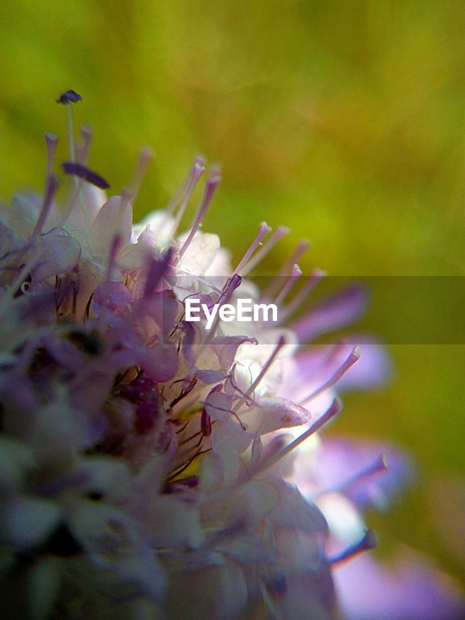 CLOSE-UP OF PURPLE FLOWER