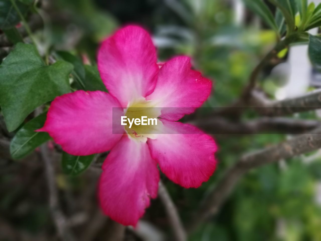 CLOSE-UP OF PINK FLOWER