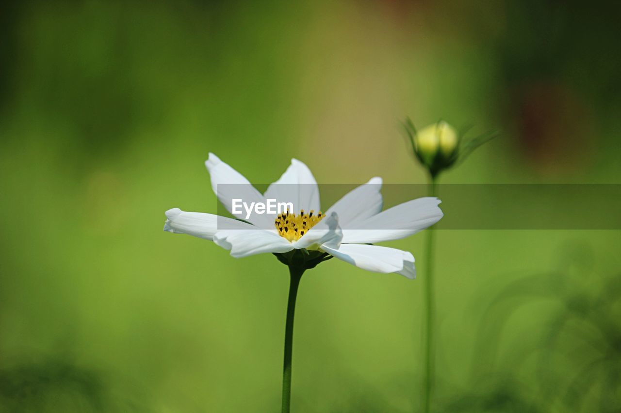 CLOSE-UP OF WHITE FLOWERING PLANTS