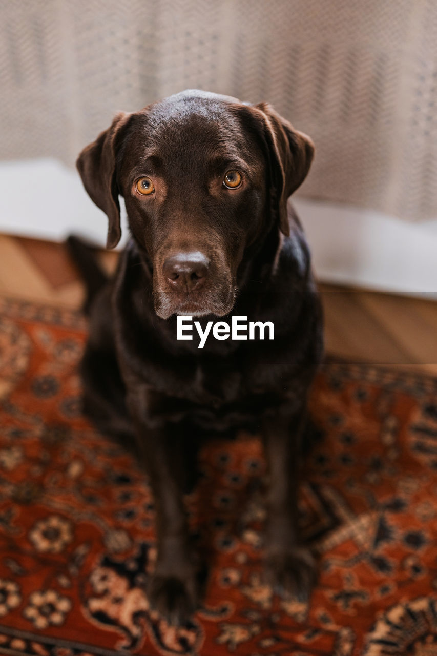 HIGH ANGLE PORTRAIT OF BLACK DOG AT HOME