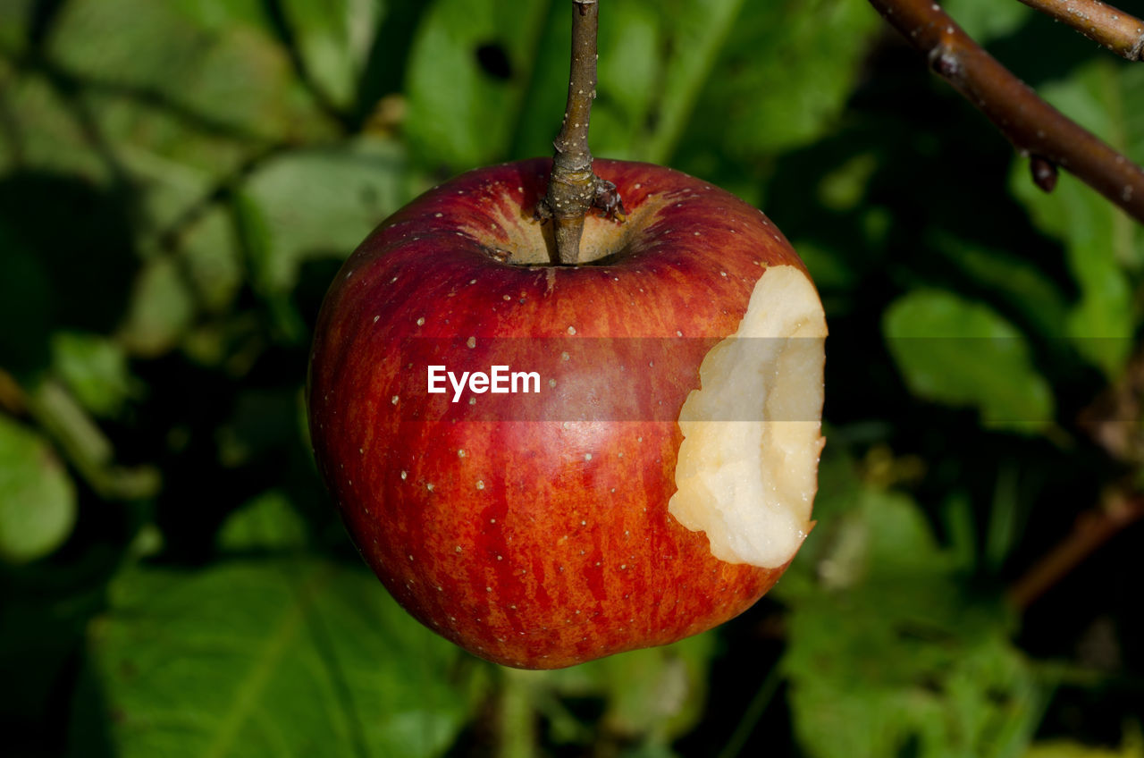Close-up of apple