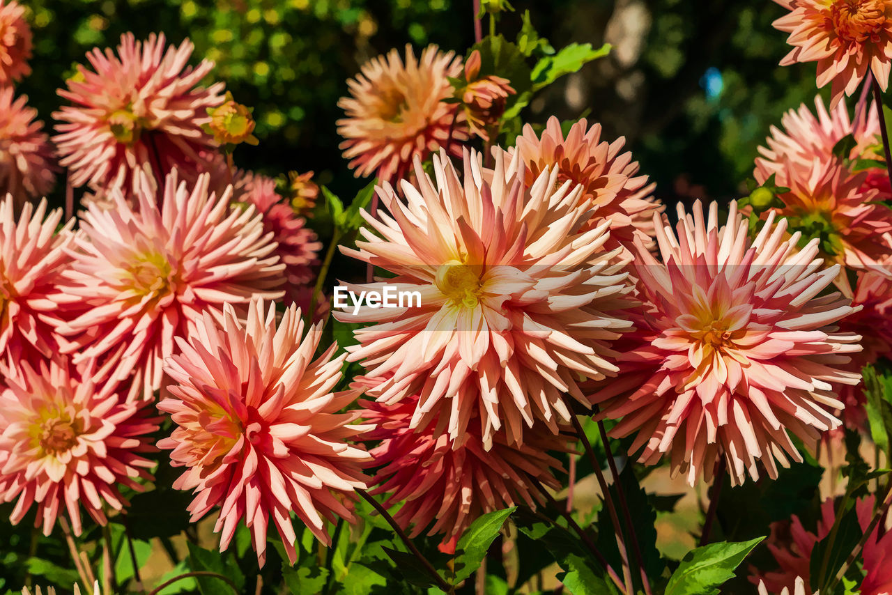 A dlose-up of a cluster of dahlia flowers at at garden at point defiance park in tacoma, washington.