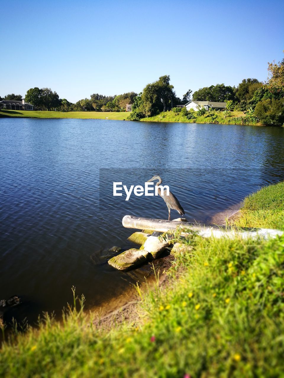 VIEW OF BIRD ON LAKE