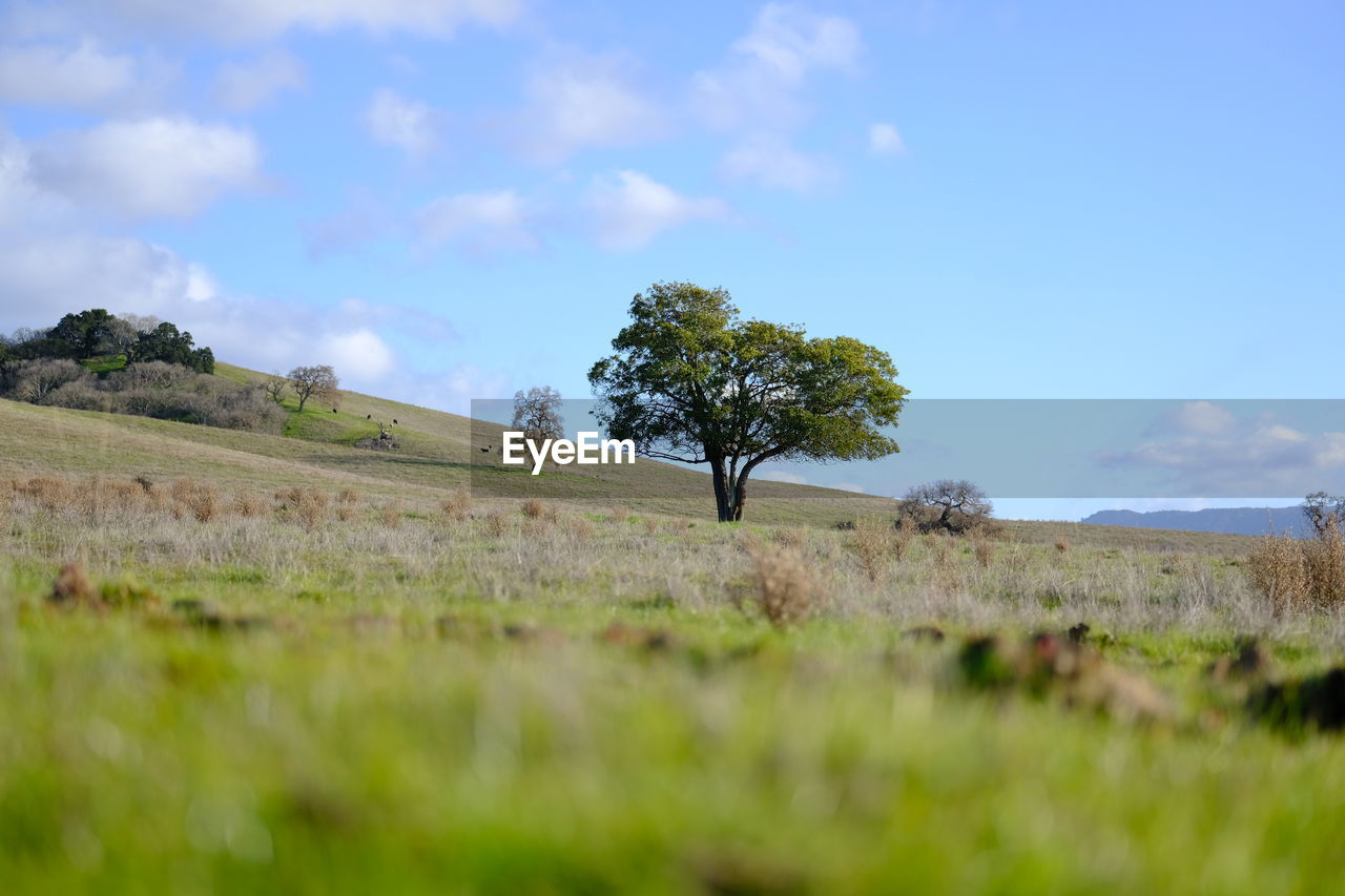 Trees on field against sky