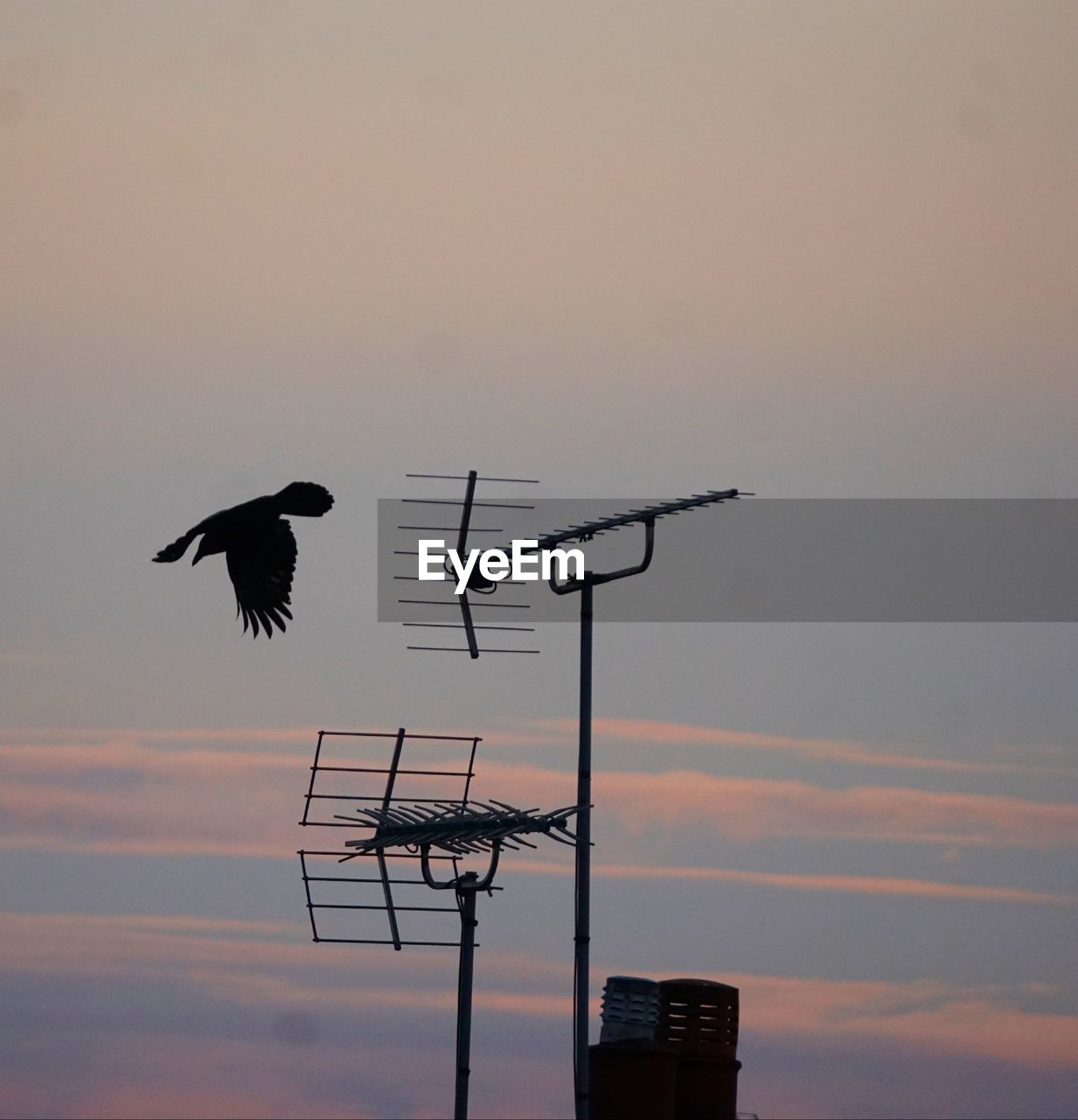 sky, bird, sunset, animal themes, wildlife, animal, silhouette, animal wildlife, nature, wind, no people, technology, dawn, cloud, architecture, group of animals, built structure, outdoors, communication, low angle view, flying, evening, antenna