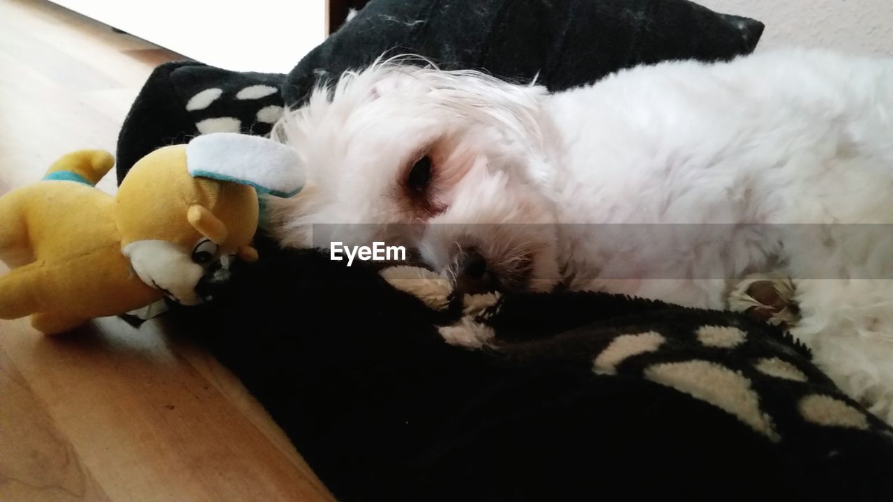 Surface level of dog sleeping on rug