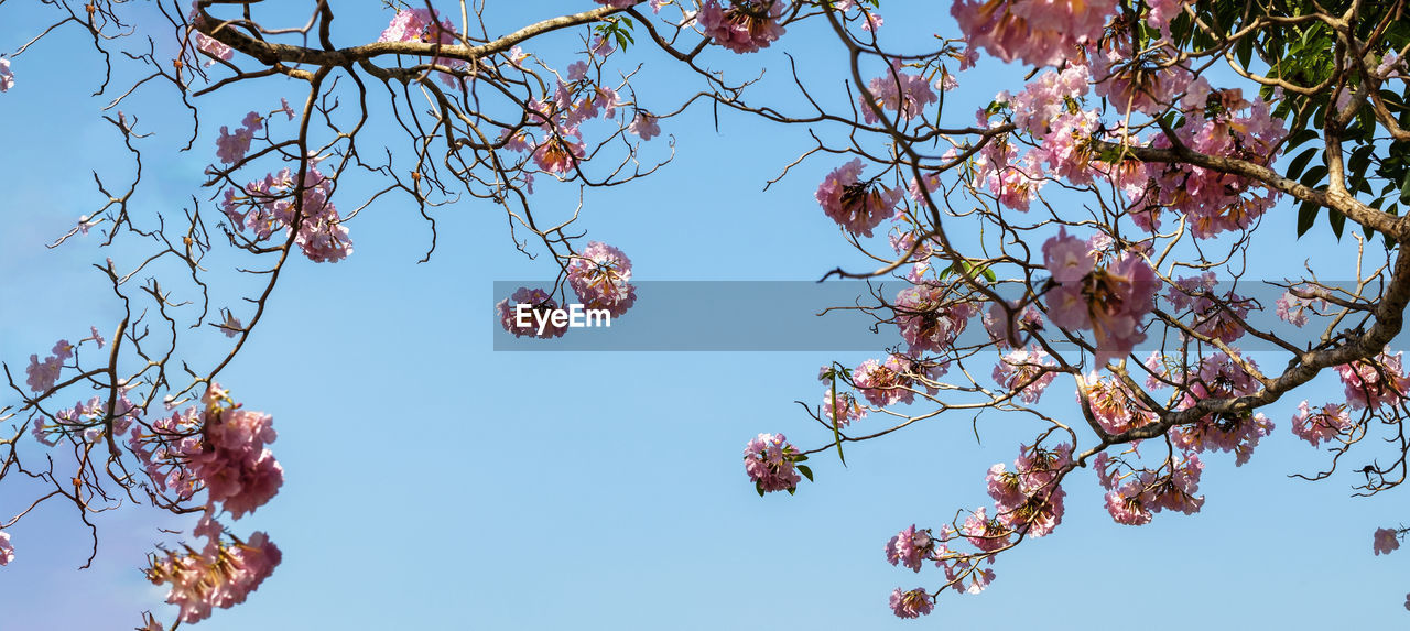 LOW ANGLE VIEW OF CHERRY BLOSSOMS IN SPRING