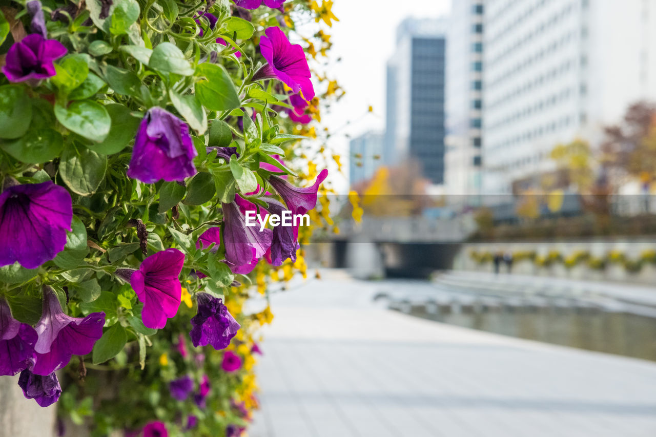 flower, flowering plant, plant, architecture, nature, city, freshness, built structure, beauty in nature, building exterior, purple, focus on foreground, floristry, day, outdoors, growth, pink, close-up, fragility, no people, multi colored, building, spring, springtime, yellow, street, flower head, travel destinations