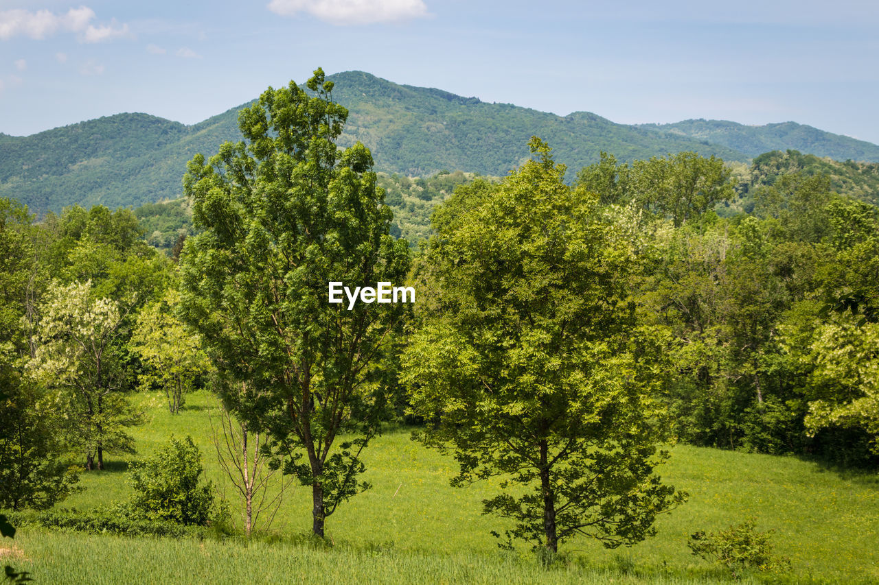 Scenic view of trees growing in forest against sky