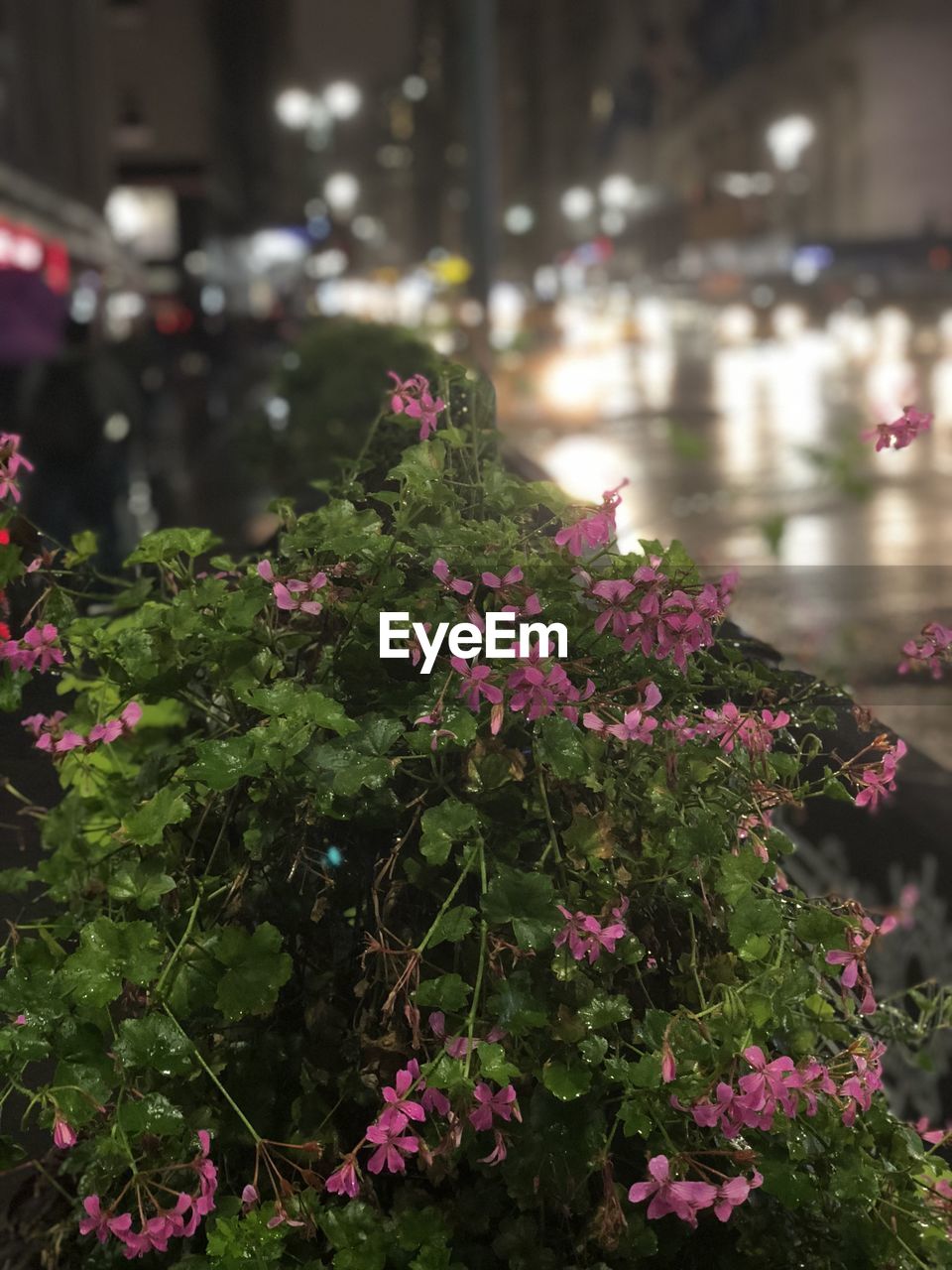 Close-up of pink flowering plants at night