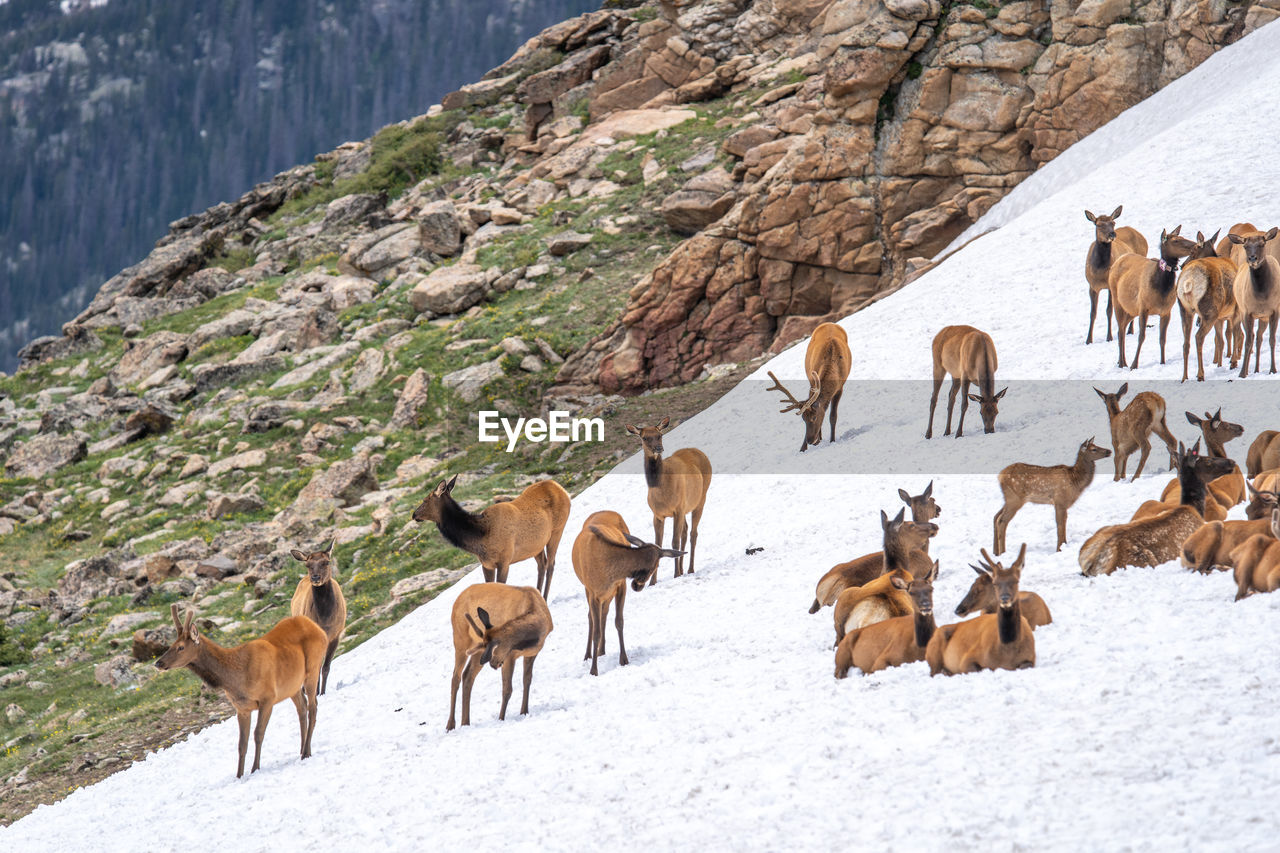 HERD OF DEER IN SNOW