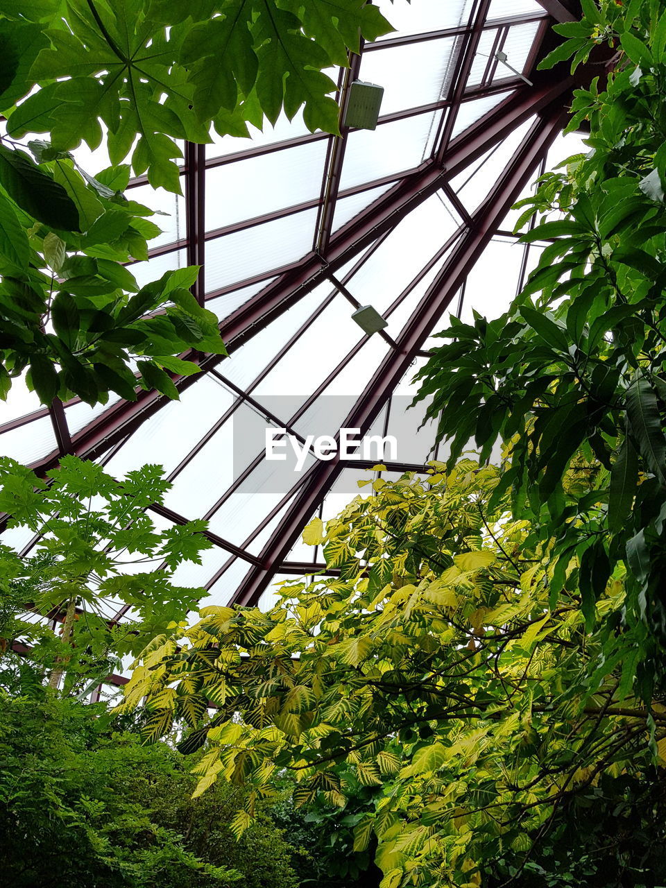 LOW ANGLE VIEW OF TREE IN GREENHOUSE AGAINST SKY