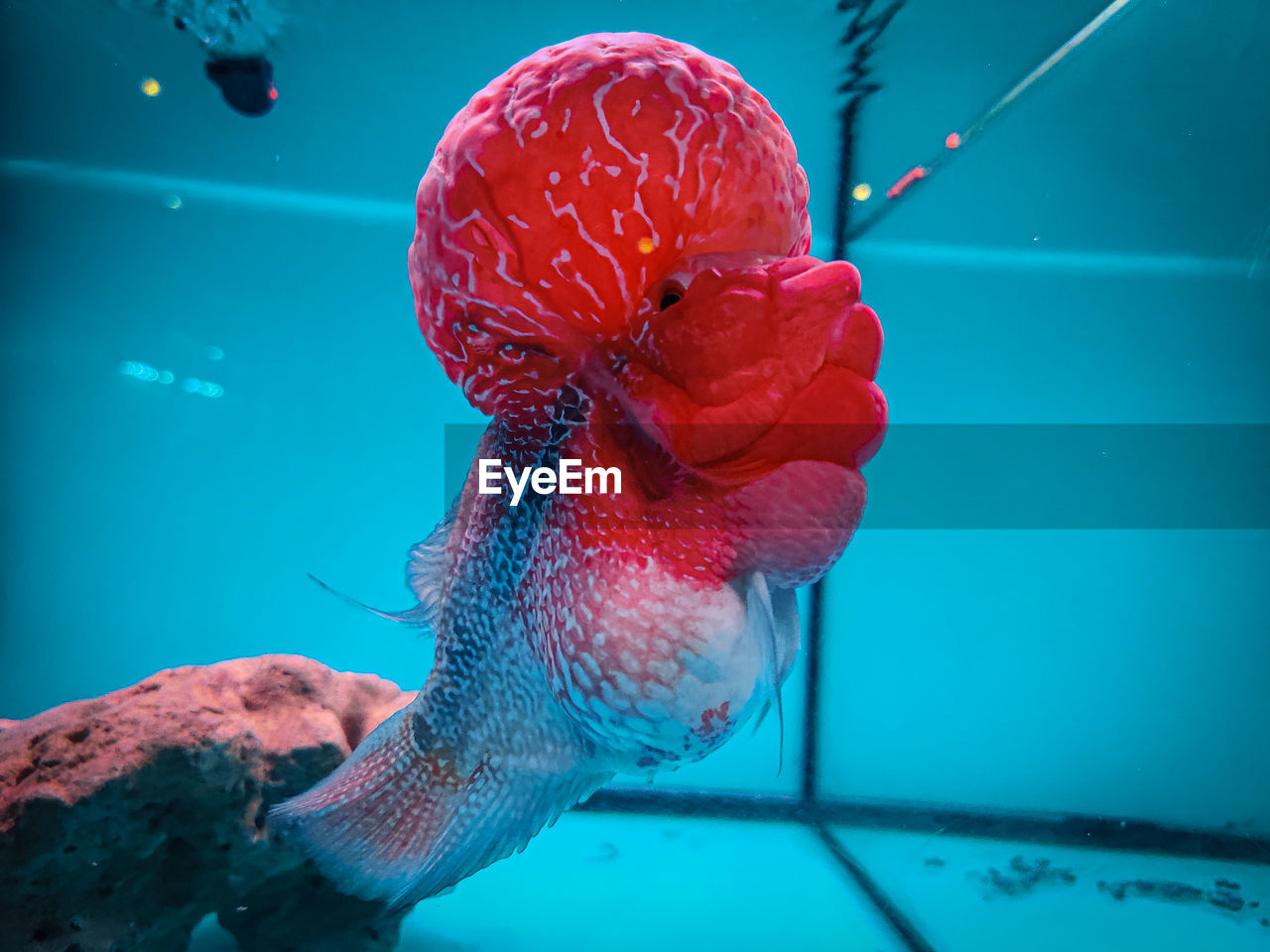Beautiful elegant flowerhorn cichlid fish inside an aquarium.