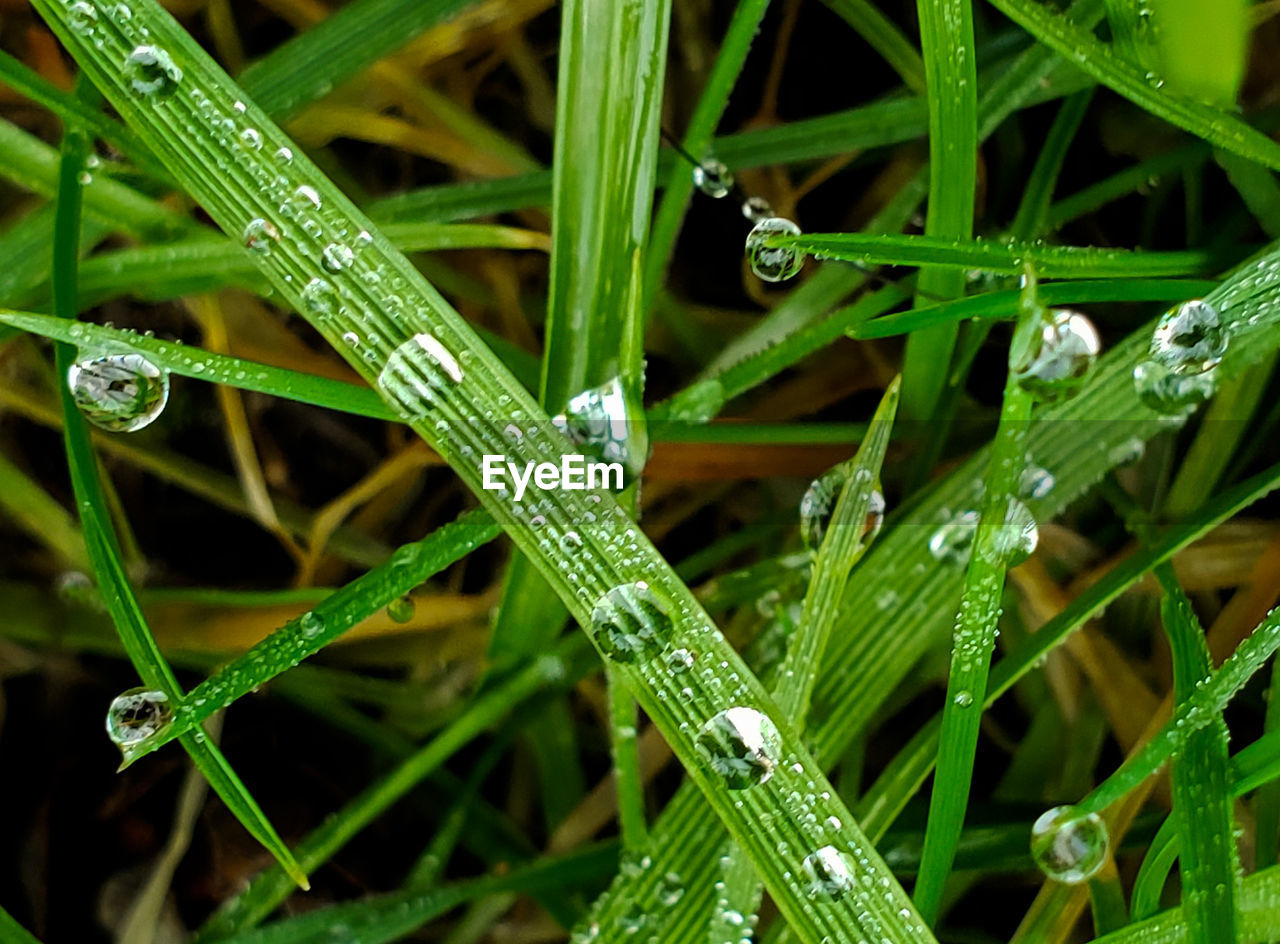 Full frame shot of wet grass