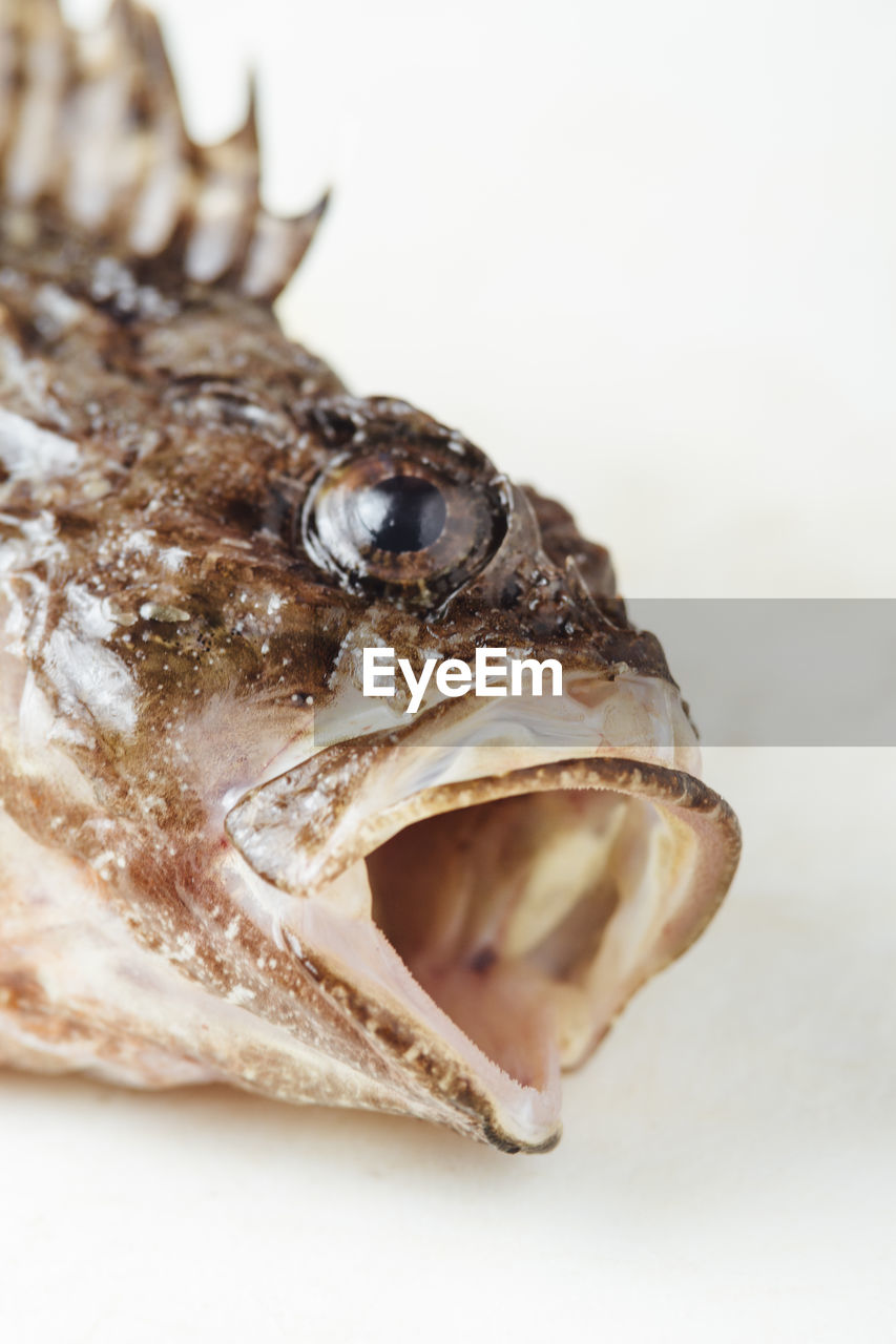 Directly above shot of dead fish against white background