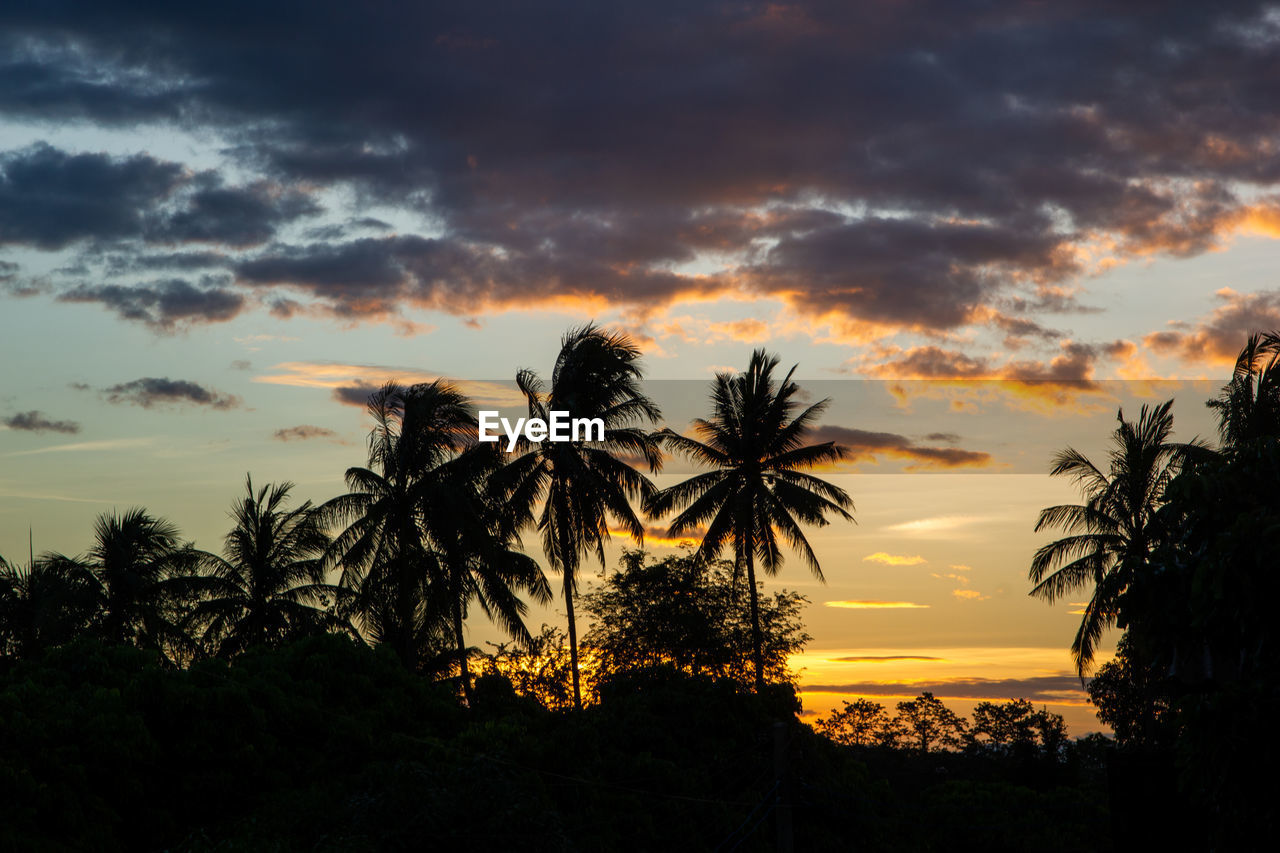 Silhouette palm trees against dramatic sky during sunset