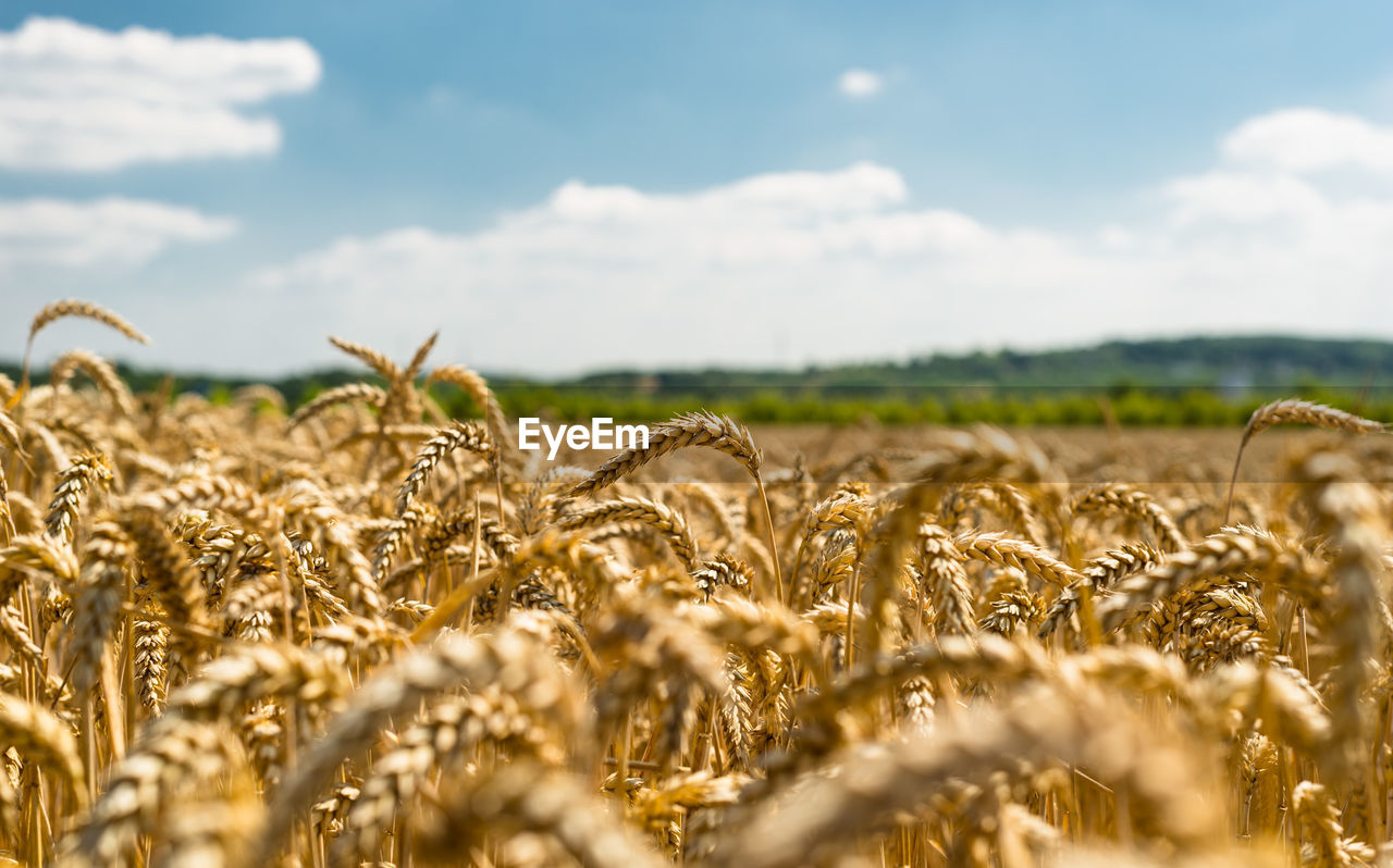 Scenic view of wheat field against sky during sunny day