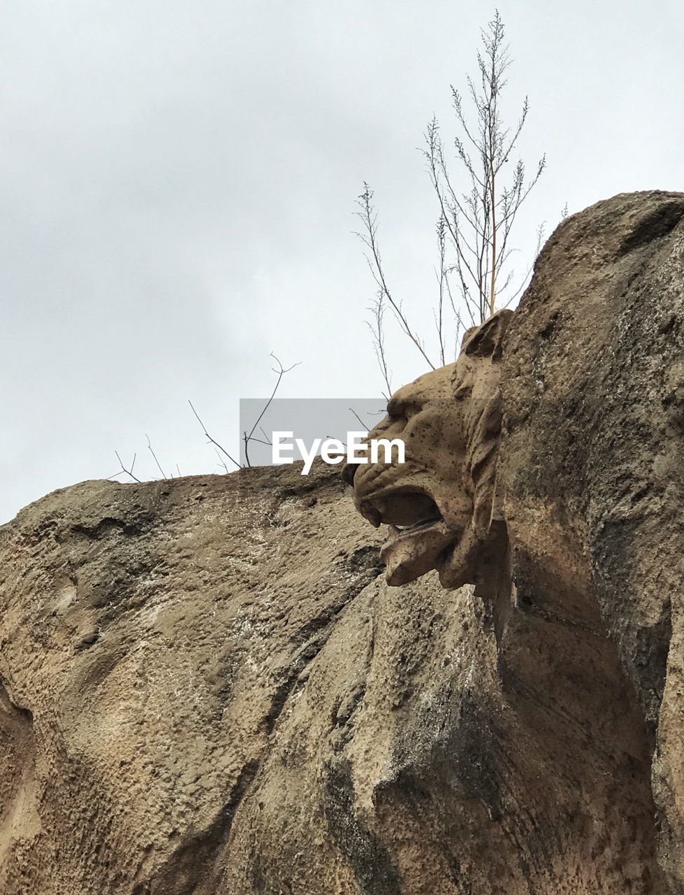 CLOSE-UP OF HORSE ON TREE