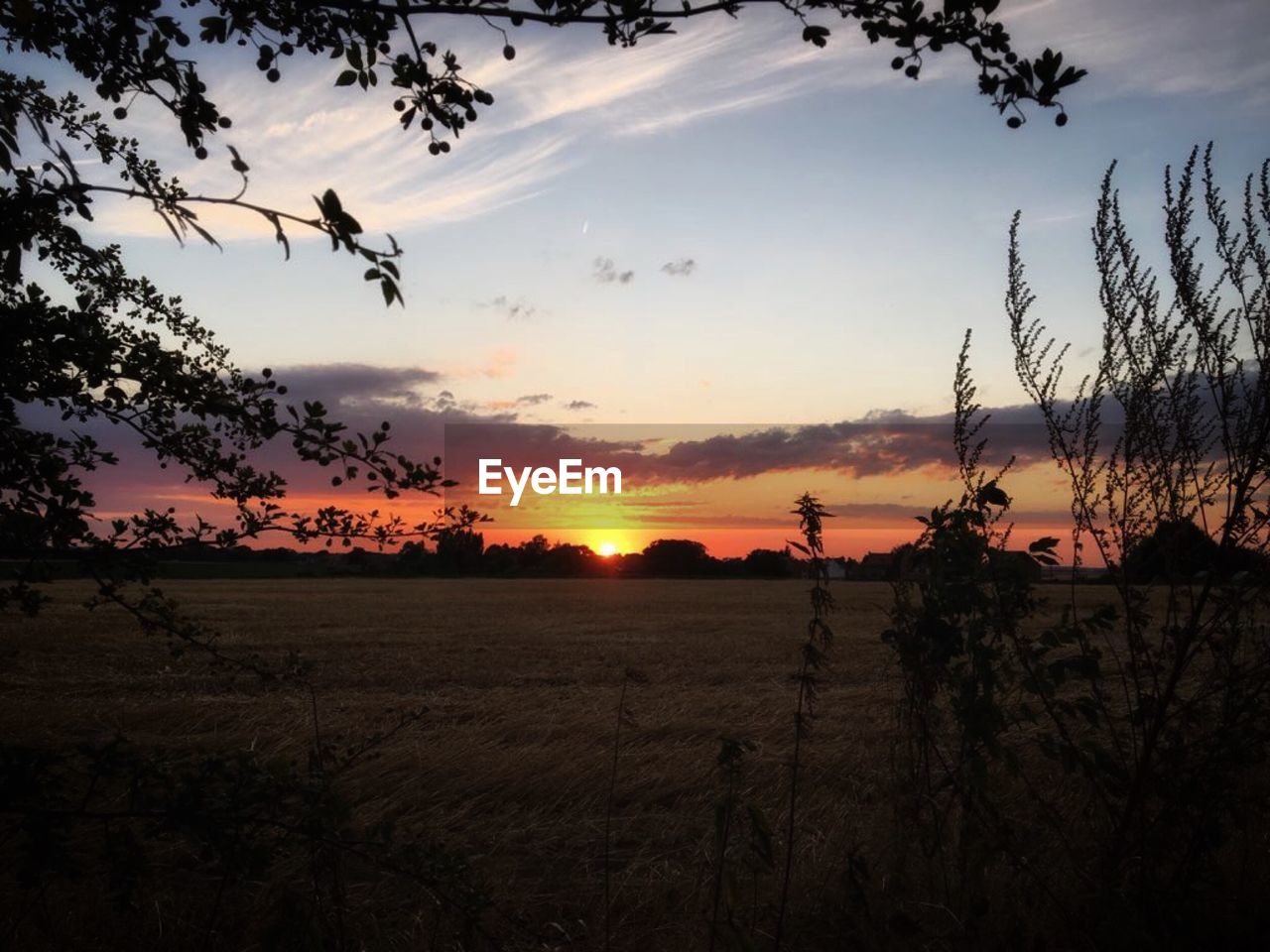 SILHOUETTE TREES ON FIELD AGAINST SKY AT SUNSET