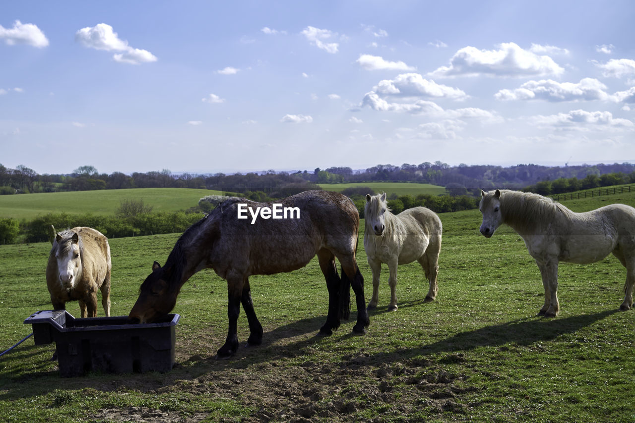 Horses in a field