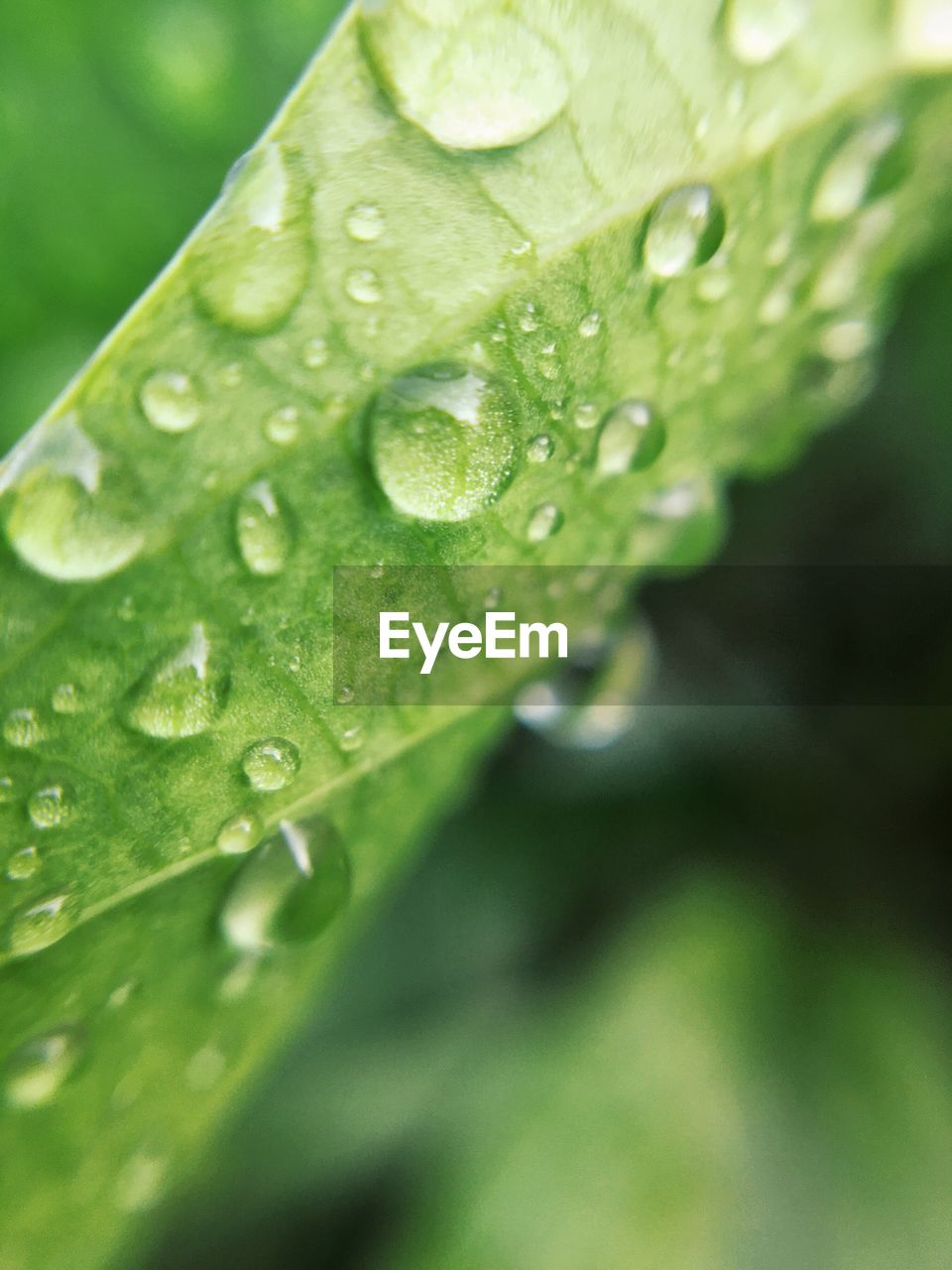 Close-up of dew drops on leaves