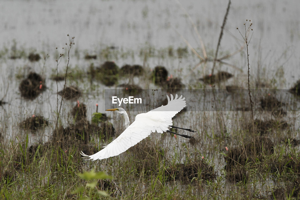 Bird flying over swamp